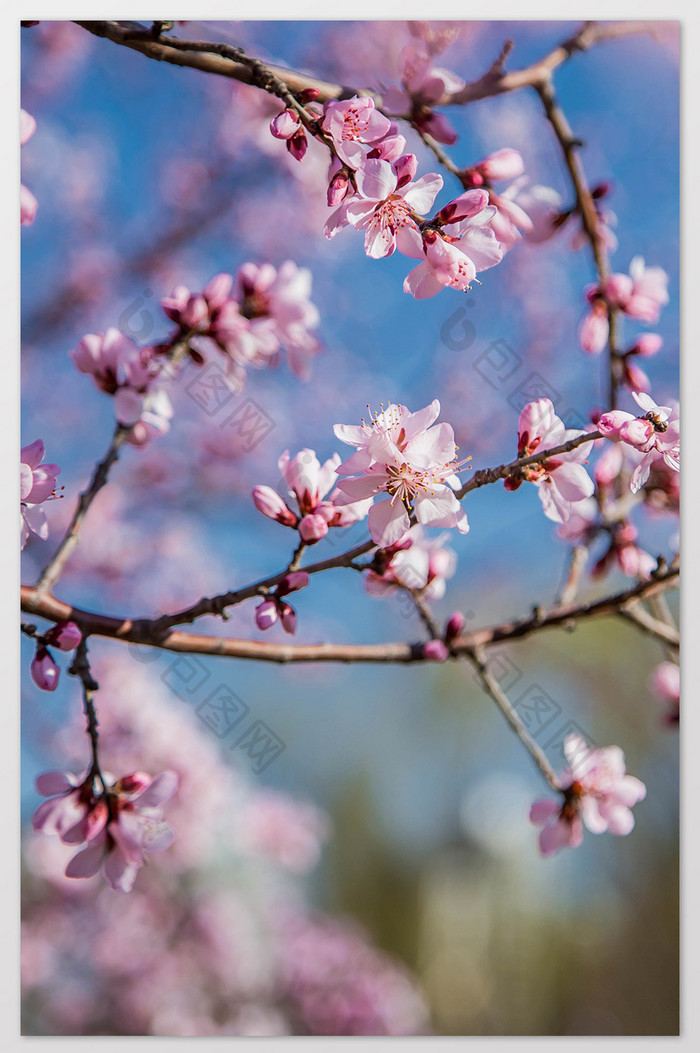 春天花团锦簇的樱花