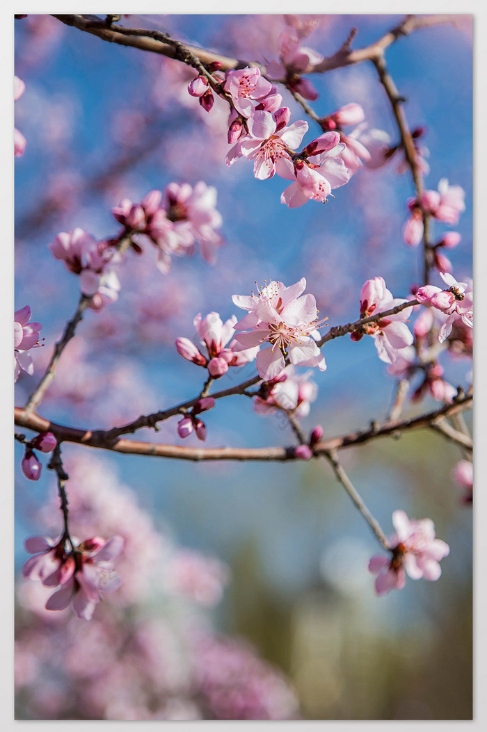 春天花团锦簇的樱花图片
