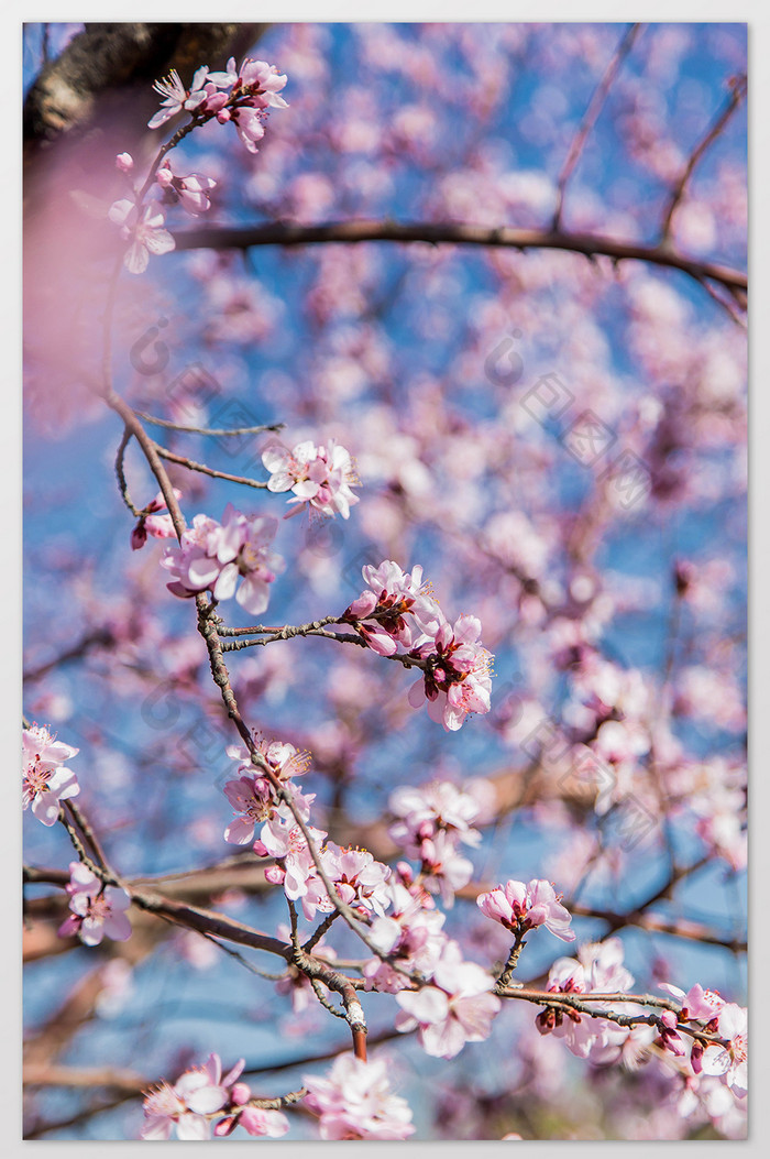 浪漫美丽的春天樱花