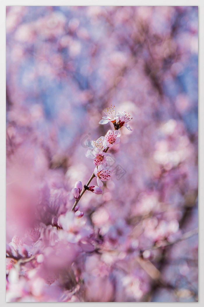 春天盛开着的樱花图片