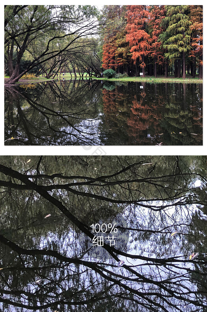 上海共青森林公园湖中树影摄影图