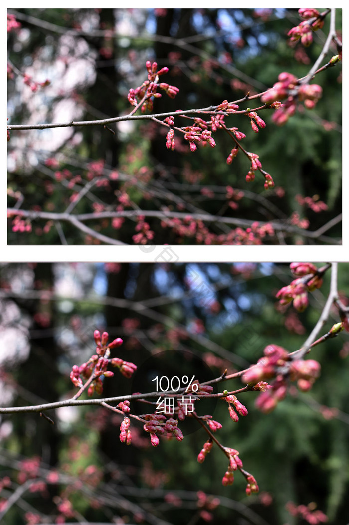 早春中国红樱花摄影图片2