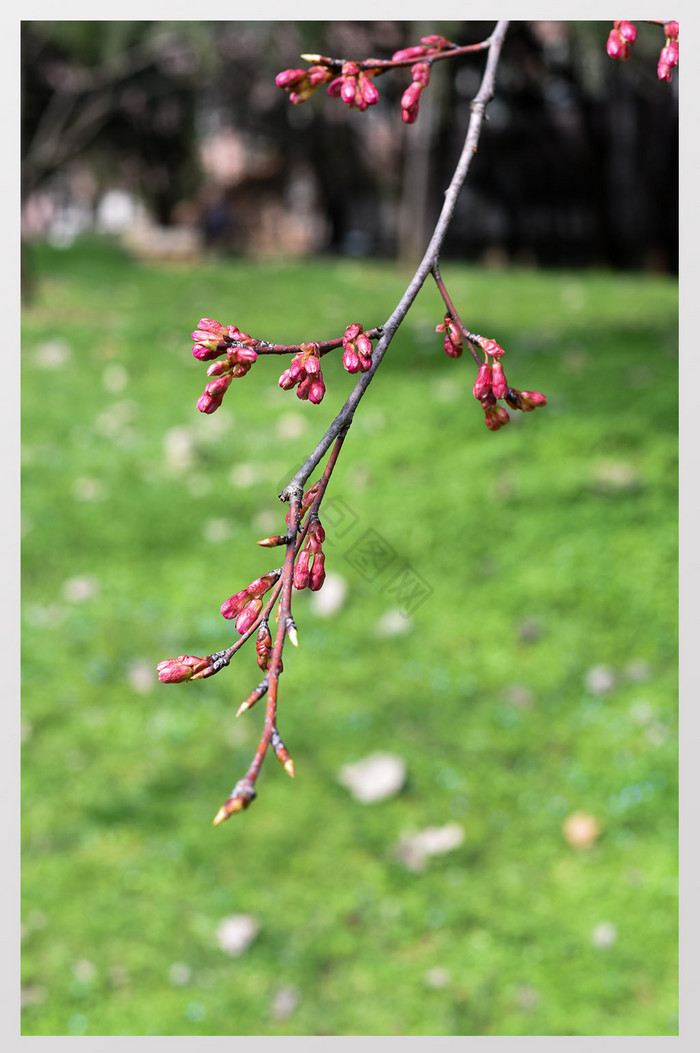 早春中国红樱花摄影图片3