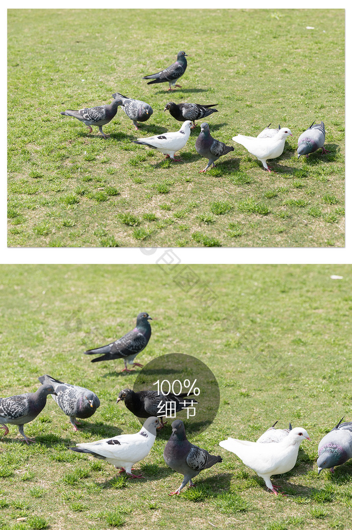草地上一群鸽子摄影图片