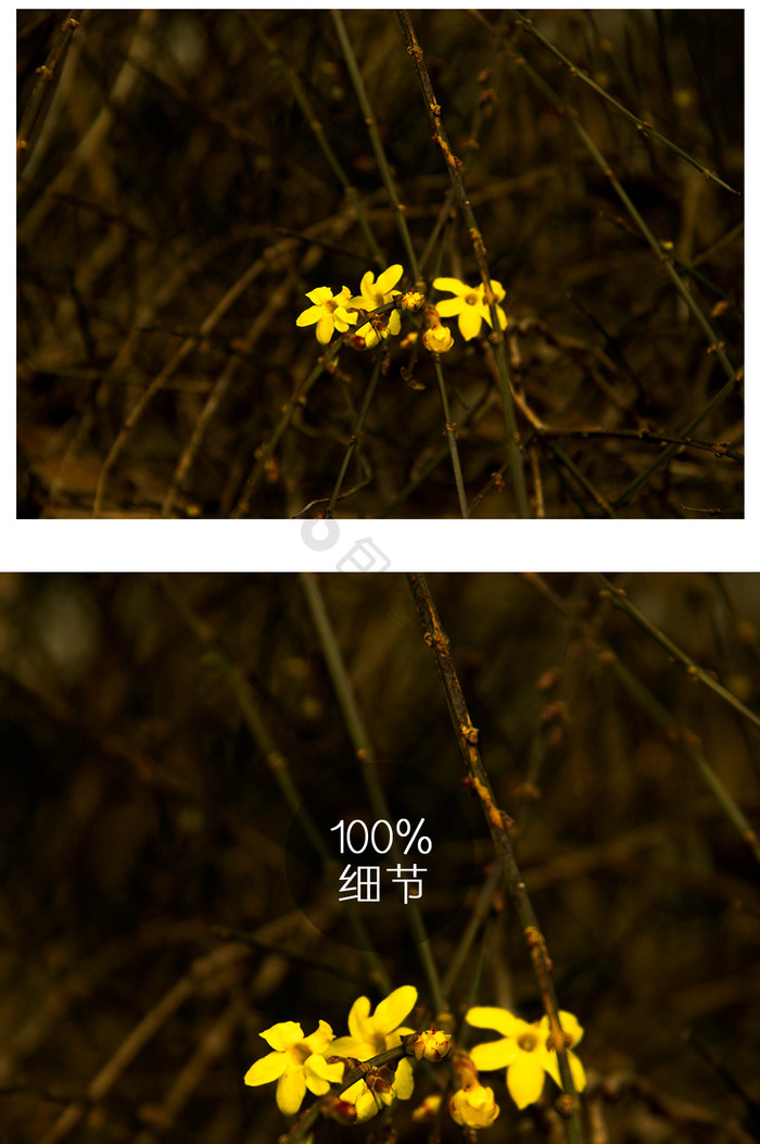 暖色秋日微距黄花摄影图