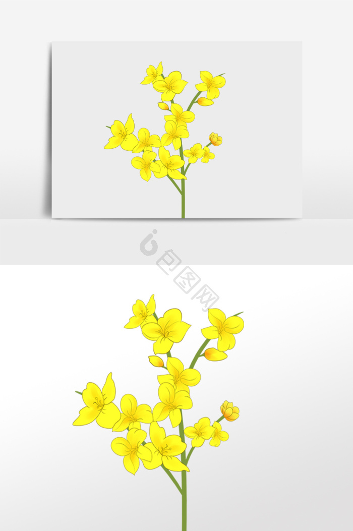 油菜花插画图片下载-包图网