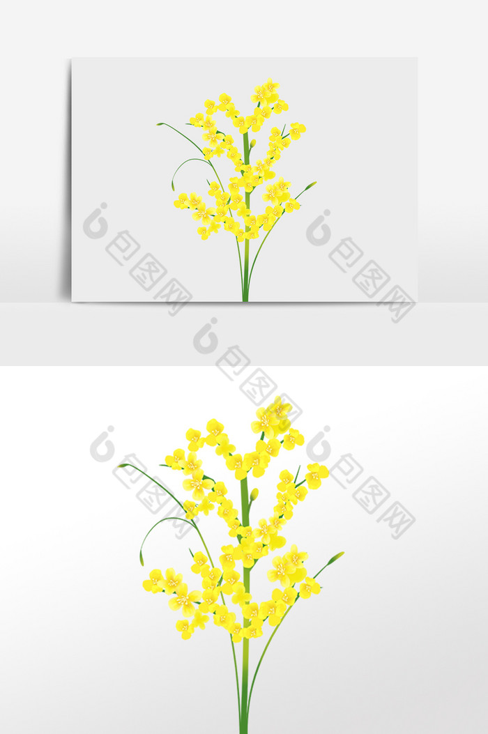 春天植物一束油菜花插画图片图片