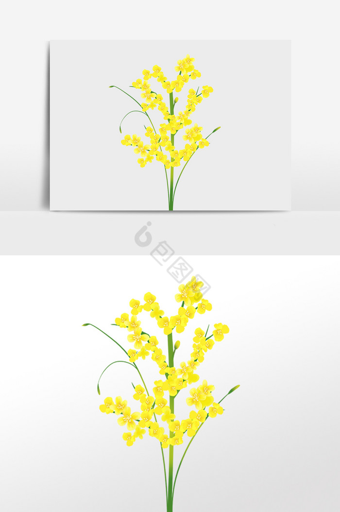 油菜花插画图片下载-包图网