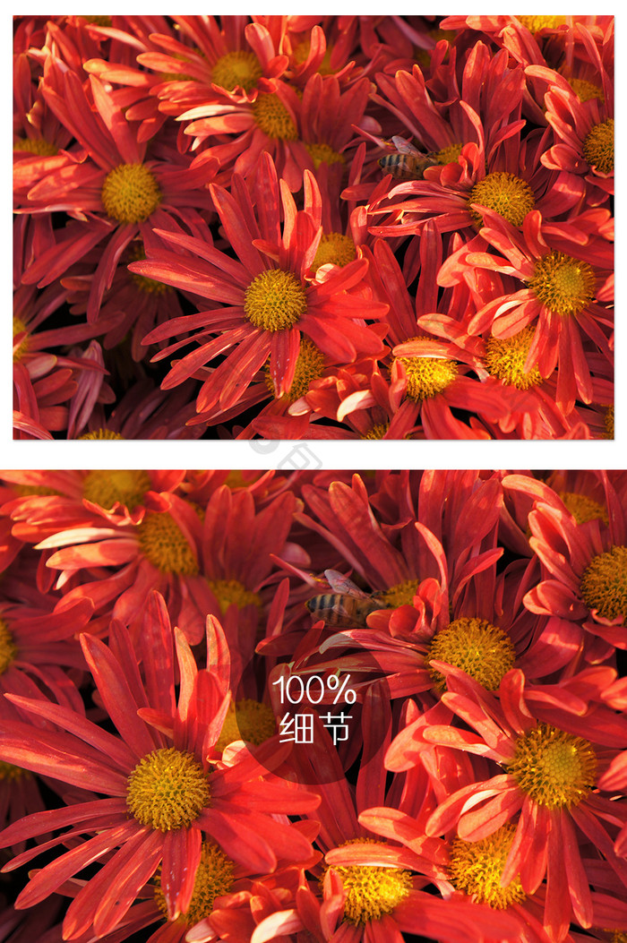 热情温暖红色菊花和蜜蜂摄影图片