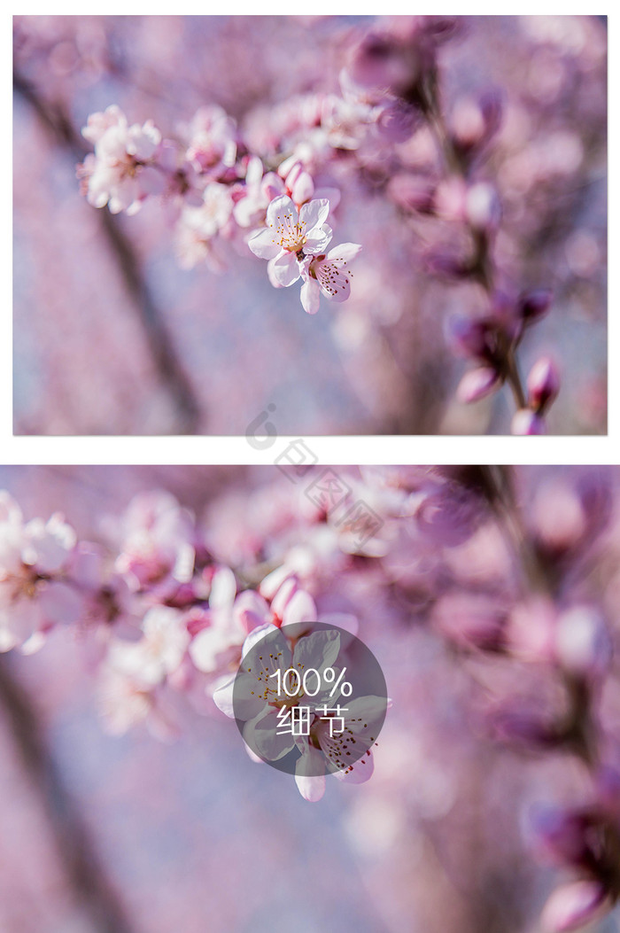 盛开樱花枝头图片