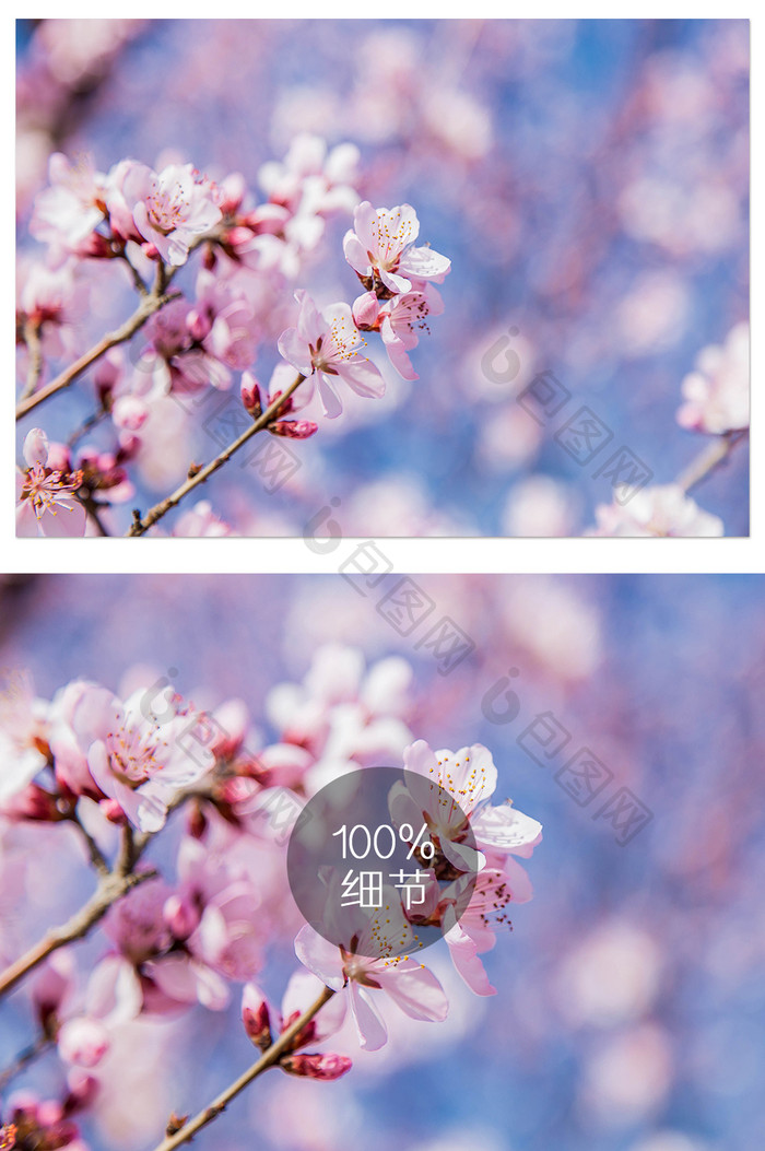 清新春天樱花花朵特写