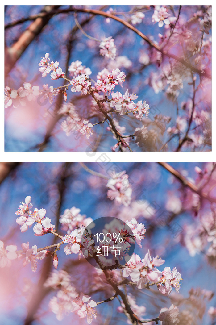 浪漫日本樱花树少女图片