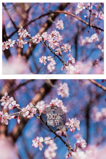 春天蓝天下的樱花群图片