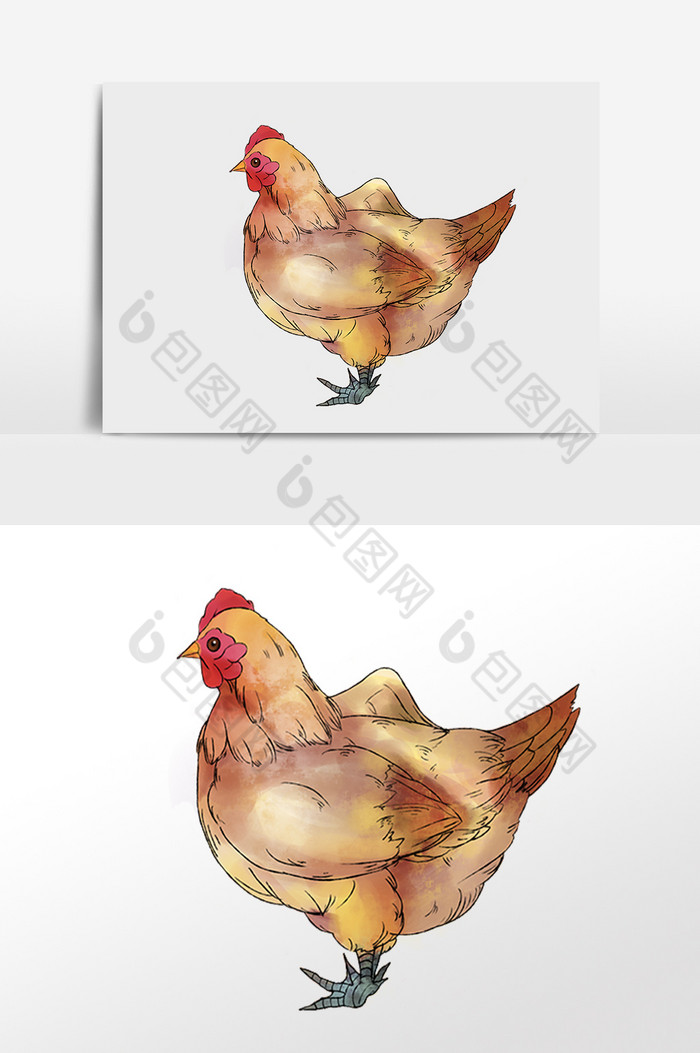 家禽老母鸡插画图片图片