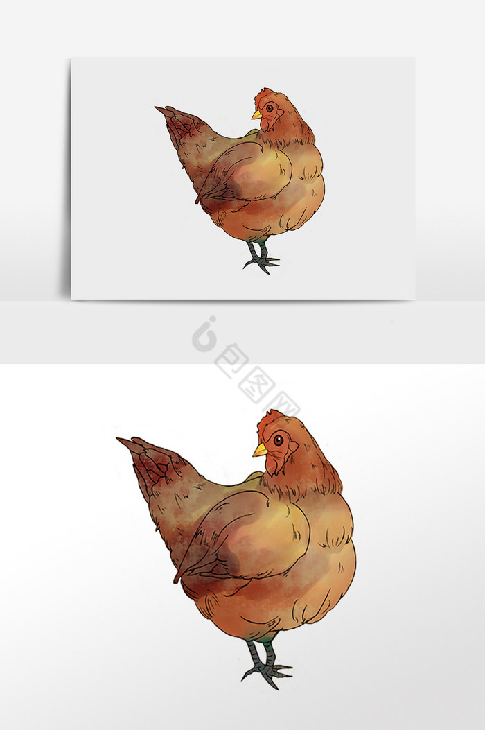 东张西望的母鸡插画图片