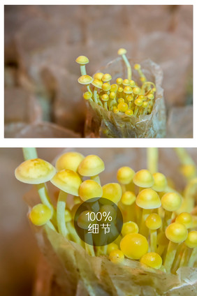 针金菇种植摄影图片