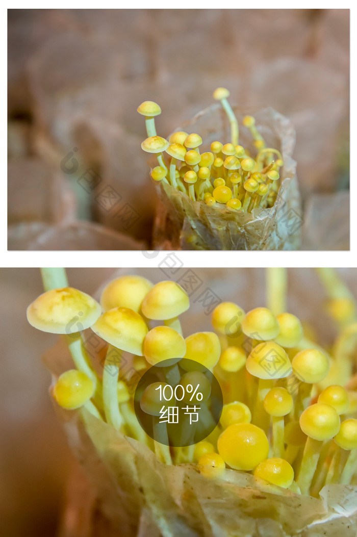 针金菇种植摄影图片
