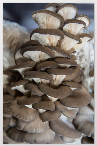蘑菇生长摄影图片