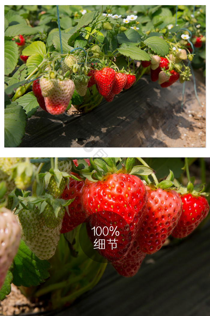 草莓种植摄影图片