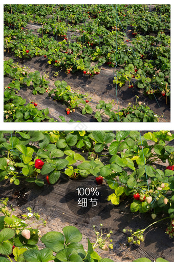 科技农业草莓种植园图片