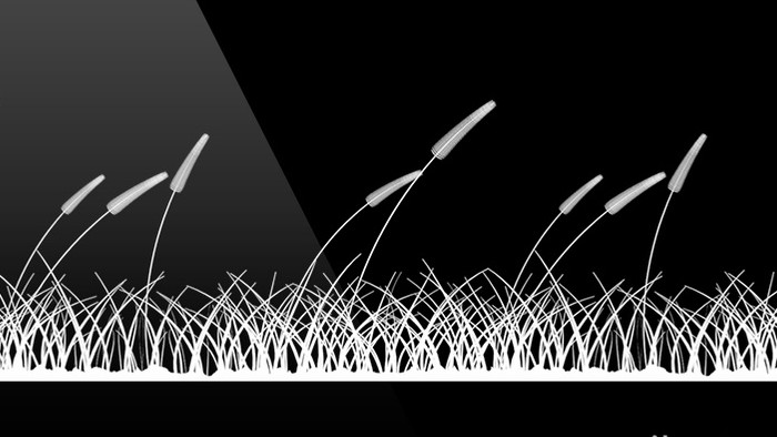 13款草丛剪影动画带通道特效元素素材视频