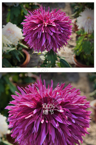 紫红色菊花特写植物摄影图片