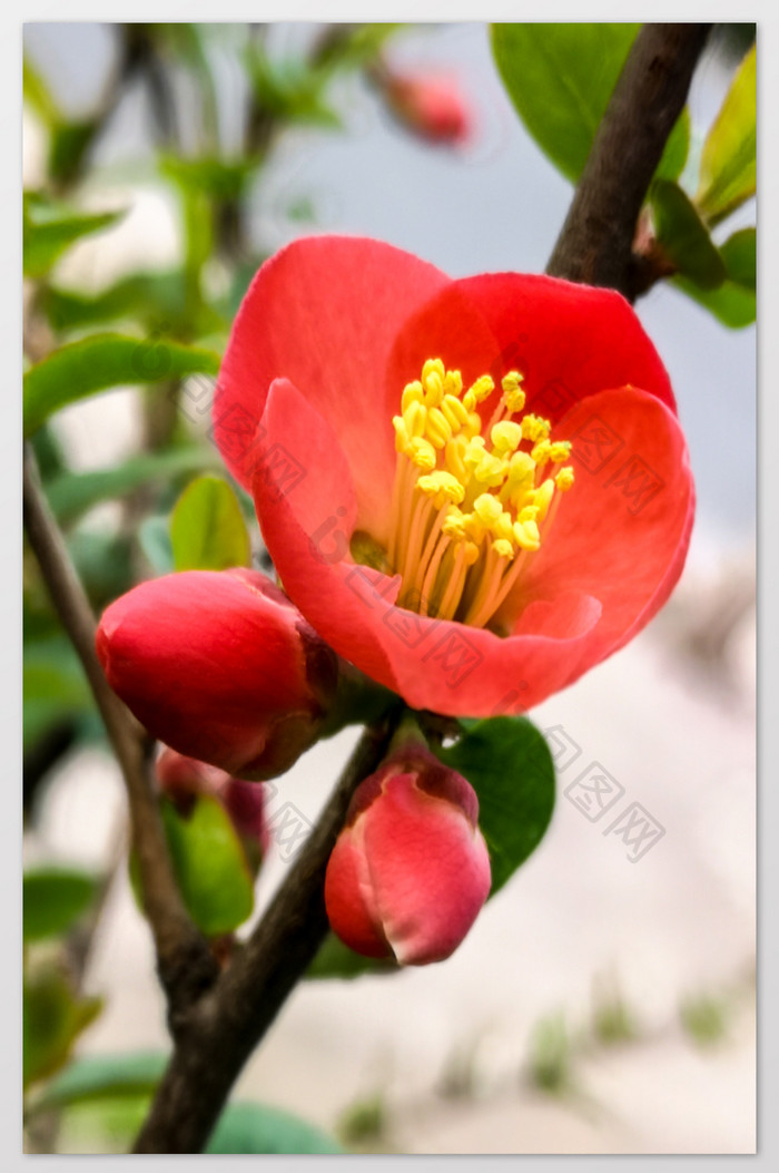 春天的桃花摄影图片