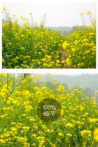 油菜花田园风光摄影图片