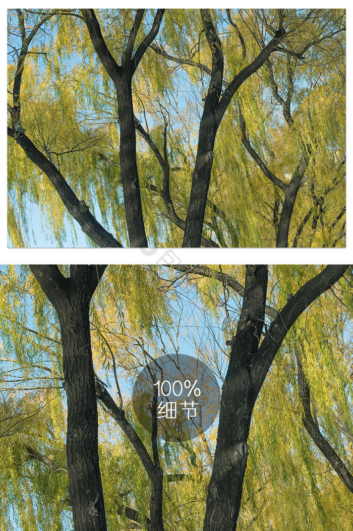 生机盎然的柳树摄影图
