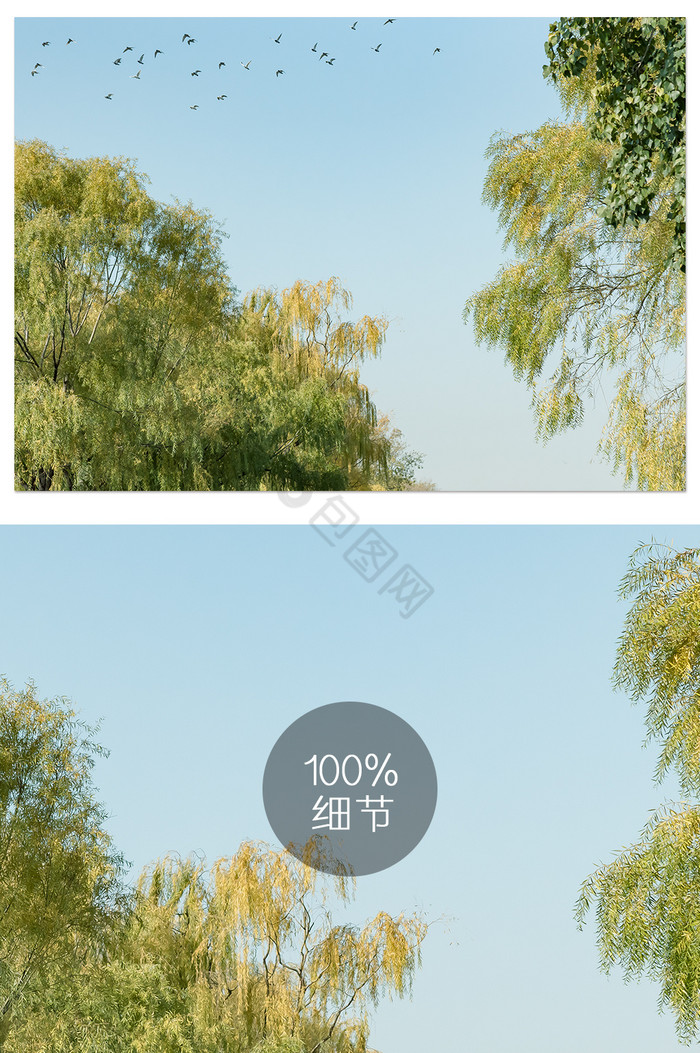 风景如画的柳树飞鸟摄影图图片