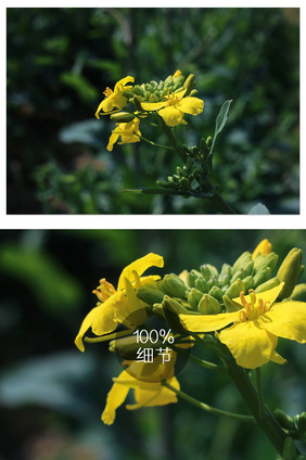 醉美油菜花特写摄影图片