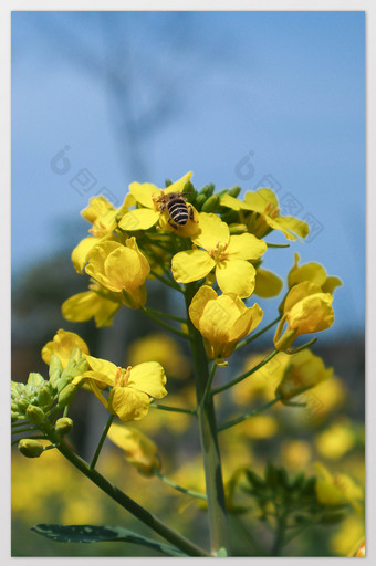 蜜蜂在油菜花上采蜜片