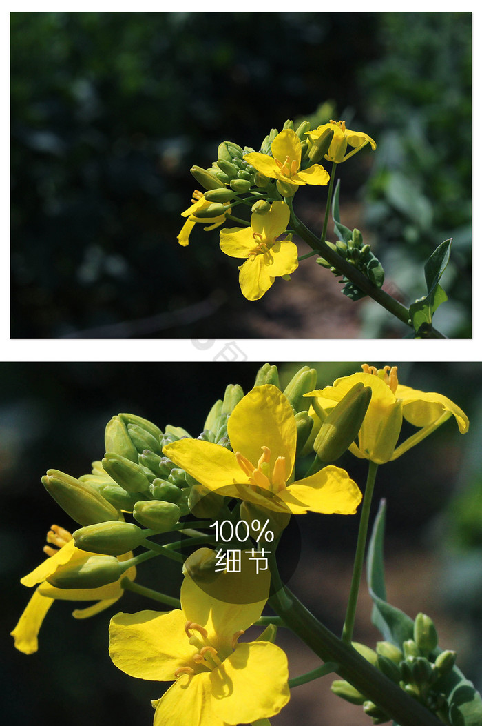 暗调自然风光黄色油菜花摄影图片图片
