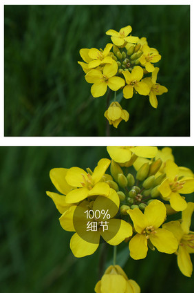 俯拍特写醉美油菜花摄影图片