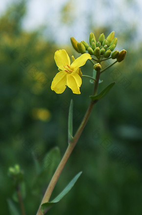 春天草地里一株小清新油菜花特写摄影图片