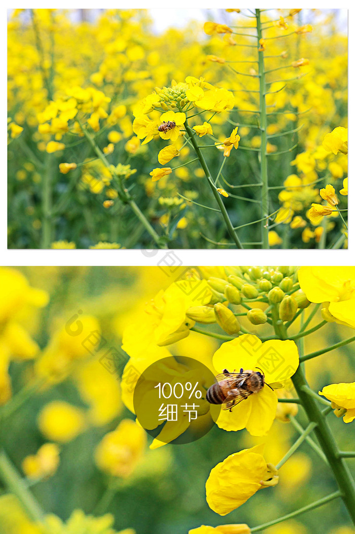 春天小清新油菜花地蜜蜂采蜜摄影图片