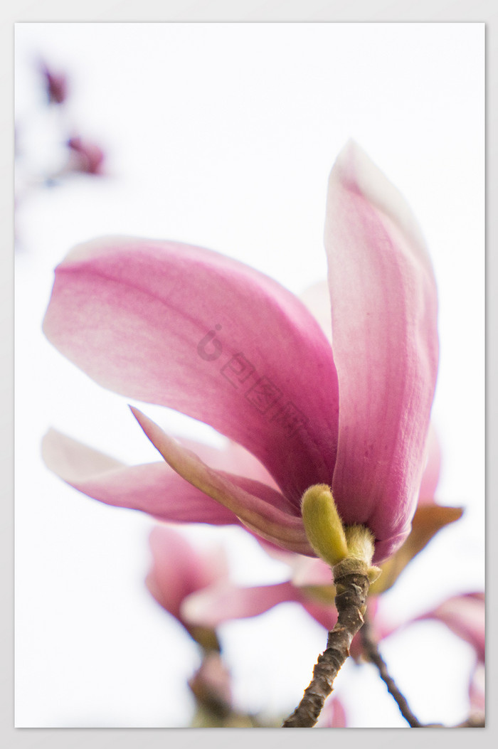 紫玉兰花摄影图片3