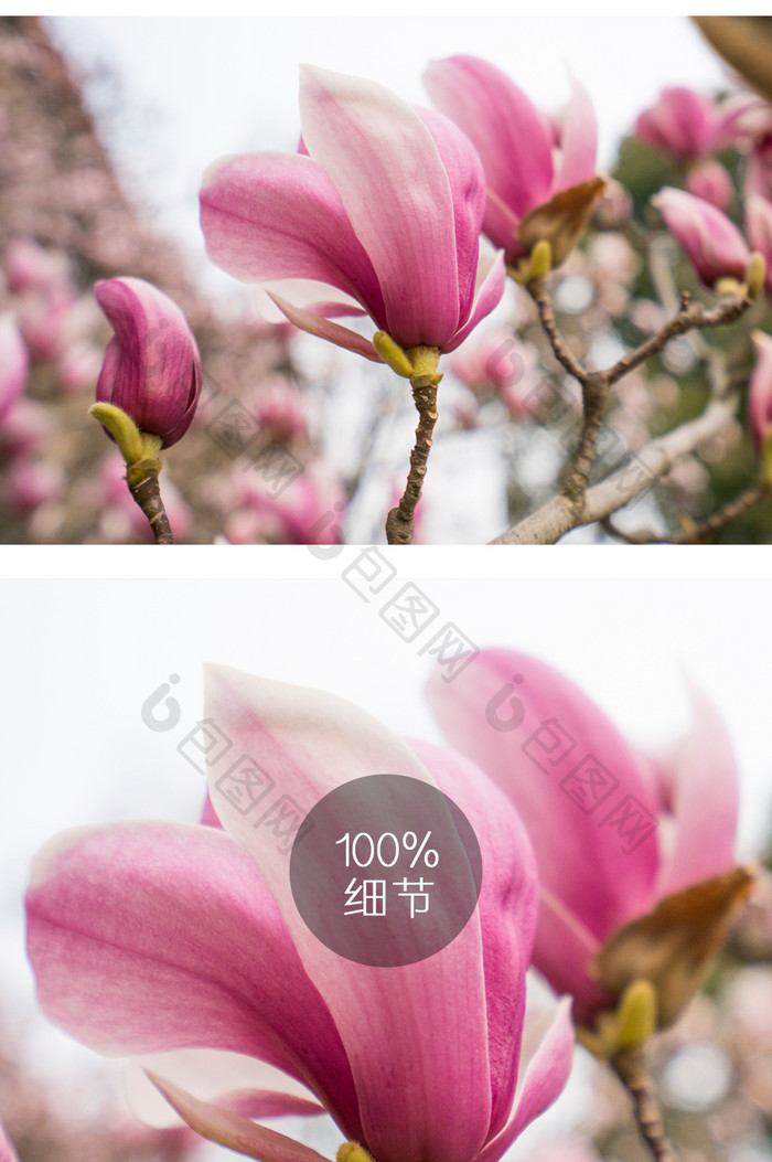 紫玉兰花摄影图片7