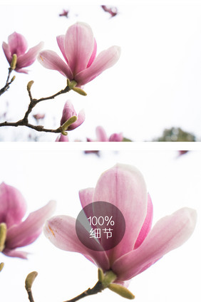 紫玉兰花摄影图片8