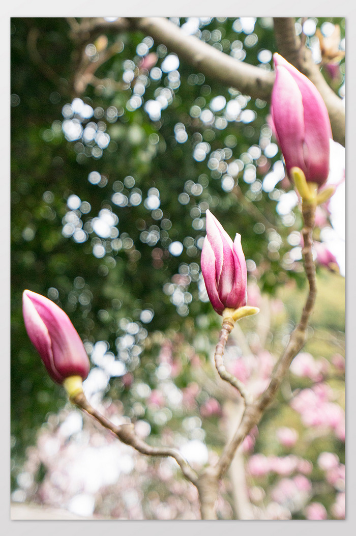 紫玉兰花摄影图片10
