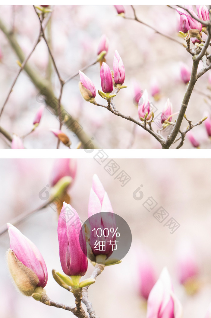 紫玉兰花摄影图片11