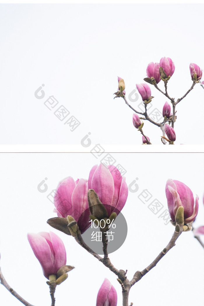 紫玉兰花摄影图片12