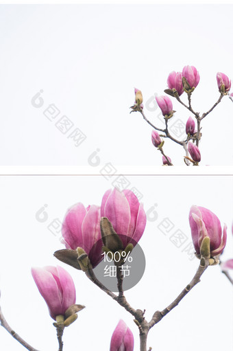 紫玉兰花摄影图片12图片