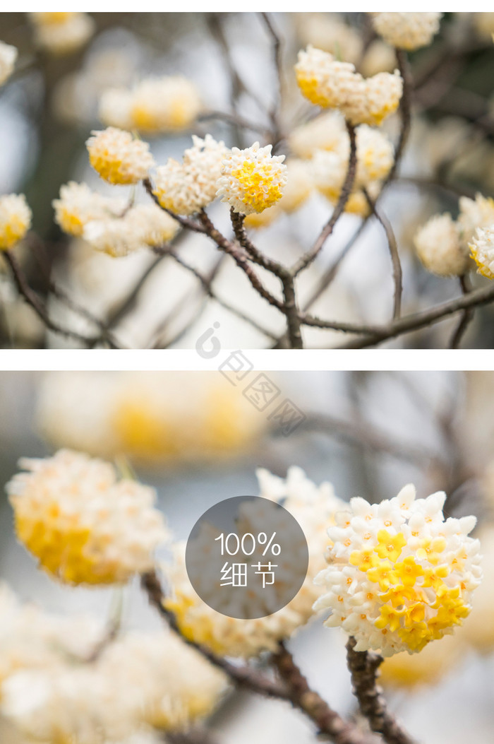 结香花花卉摄影图片