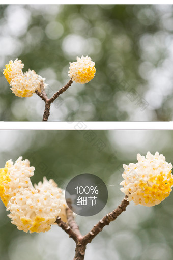 结香花花卉摄影图片2图片