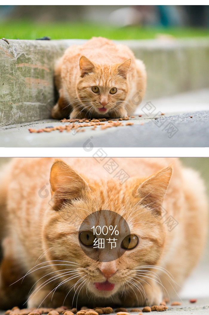 小黄猫动物摄影图片