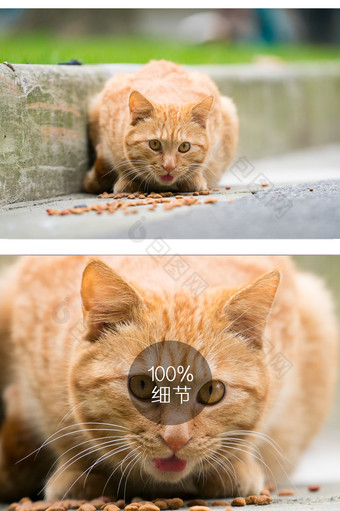 小黄猫动物摄影图片