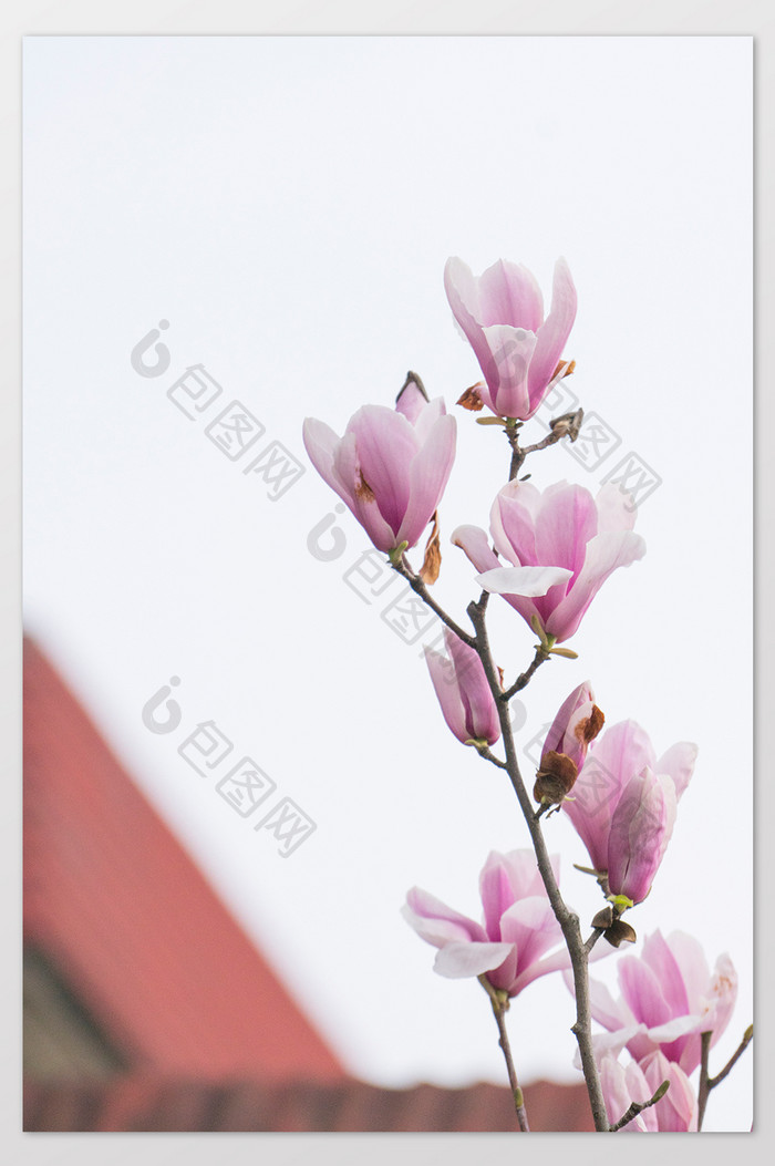 紫玉兰花摄影图片17