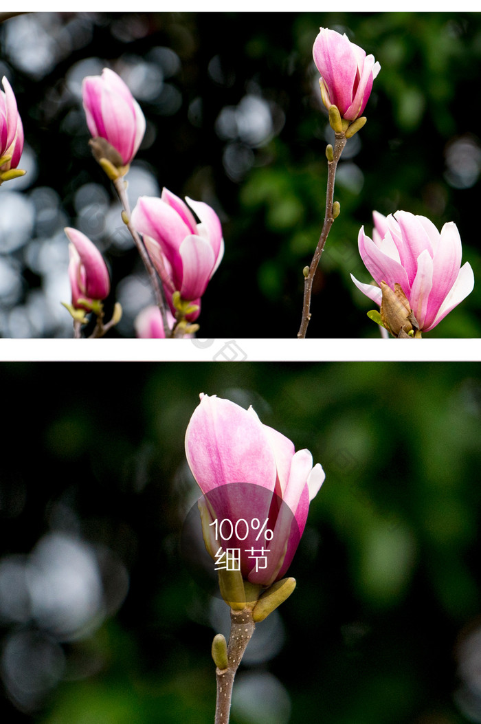 紫玉兰花摄影图片18
