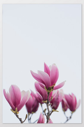 紫玉兰花摄影图片20
